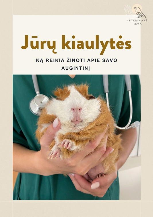 E-gidas : jūrų kiaulytės