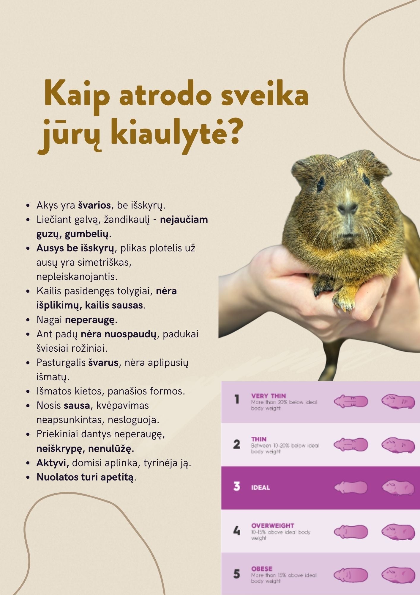 E-gidas : jūrų kiaulytės